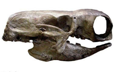 Mis im�genes\milo.gif