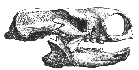 Mis im�genes\mylodon_darwini_craneo.gif