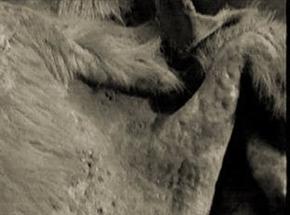 ..\Mis documentos\Mis im�genes\cueroimagen028.jpg