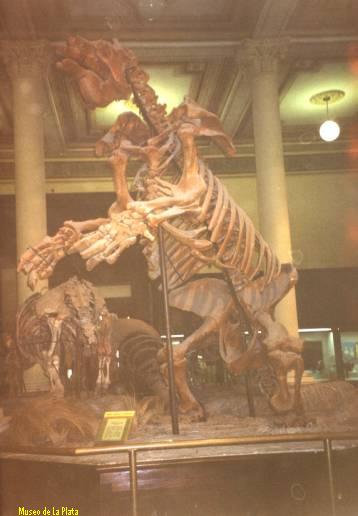 ESQUELETO DE MEGATERIO MUSEO DE LA PLATA
