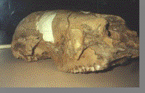 CRANEO DE MEGATERIO BEB�